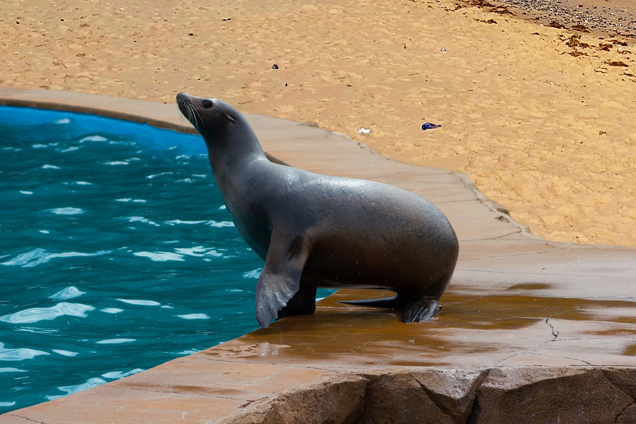 sea lion sea animal free photo