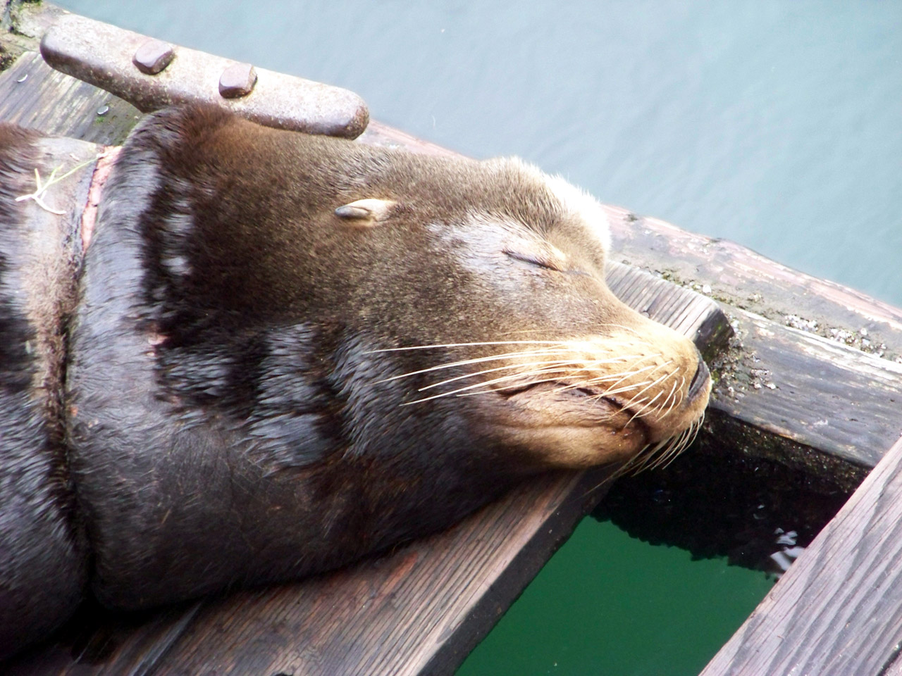 sea lion newport free photo