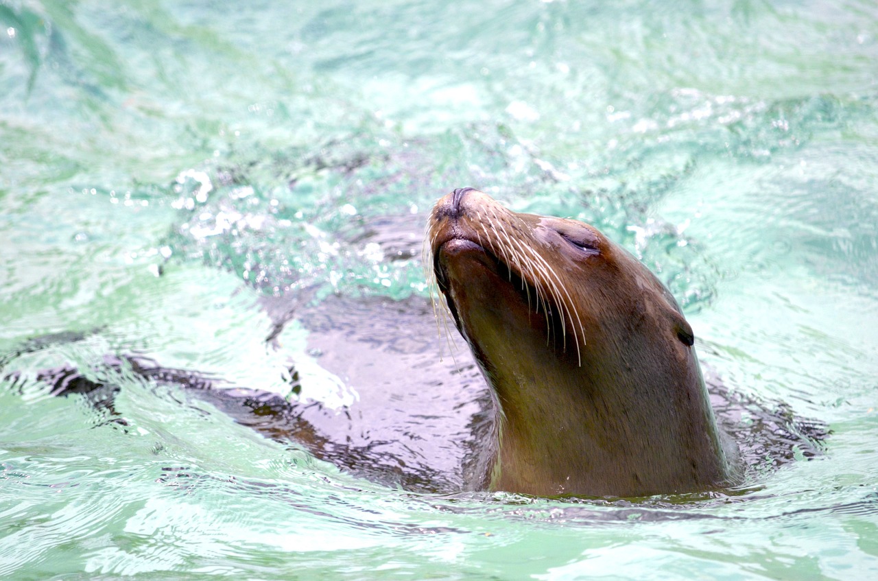 sea lion water swim free photo