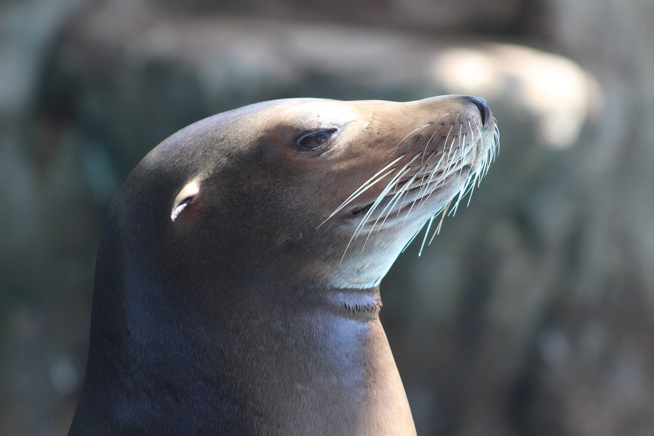 sea ​​lion fauna animals free photo