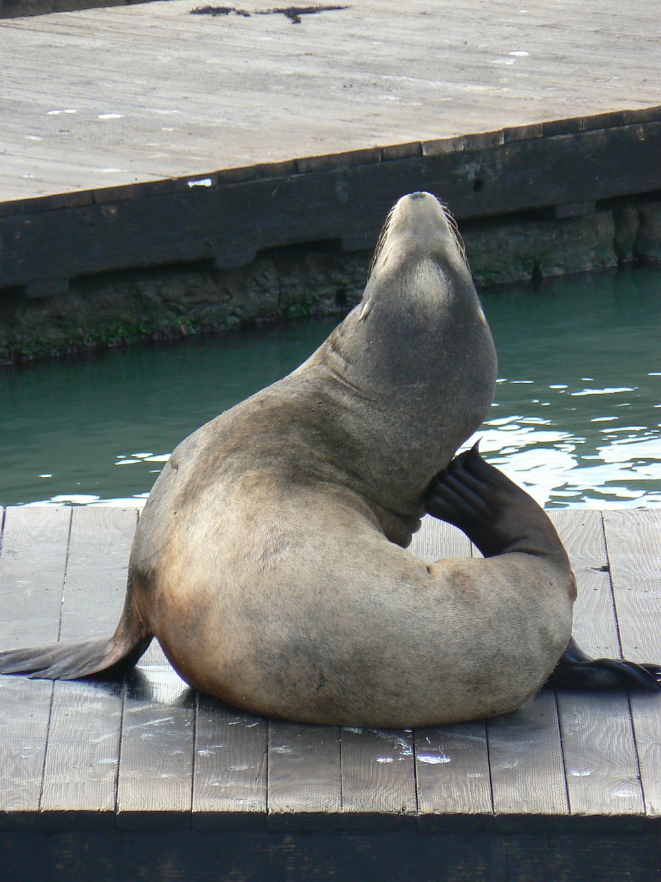 sea lion animal mammal free photo