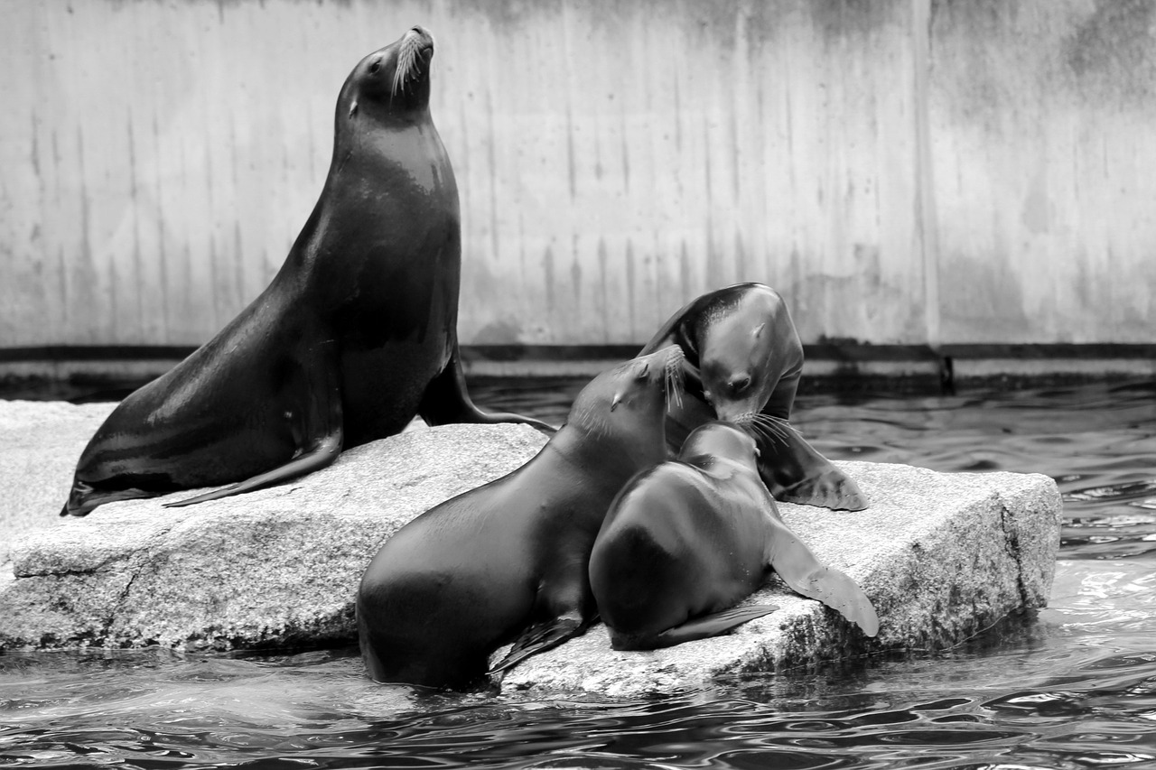 sea lion family boy free photo