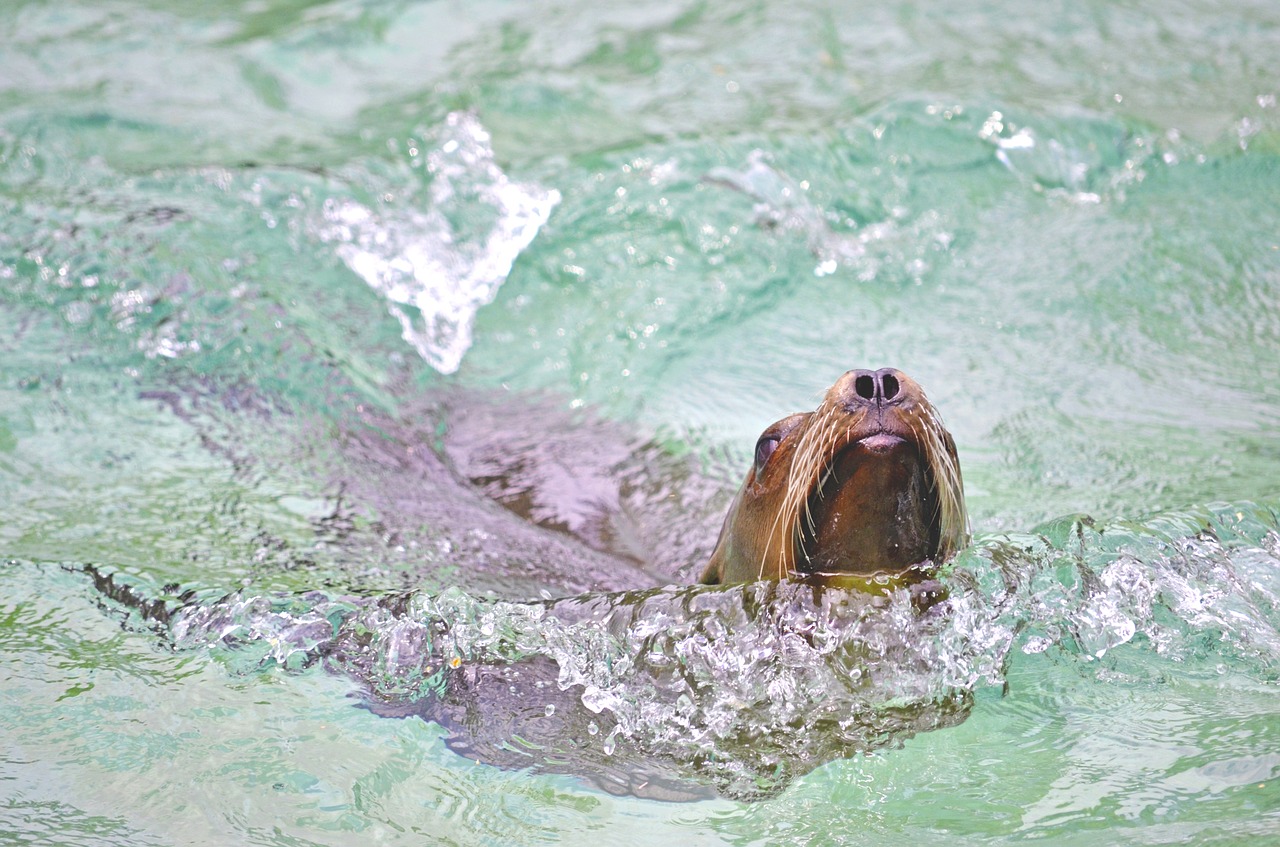 sea lion water swim free photo