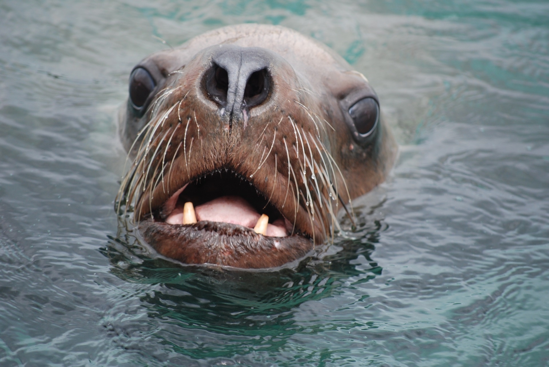 sea lion stellar portrait free photo