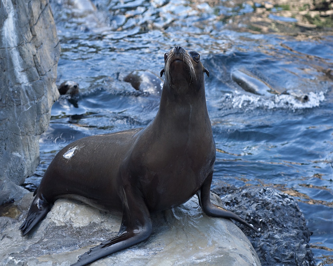 sea lion ocean young free photo