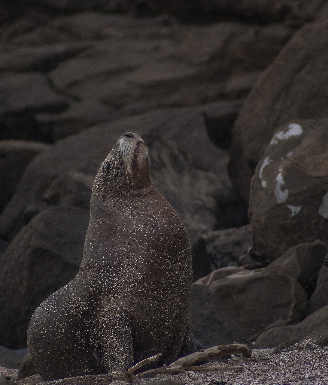 sea lion majestic nature free photo