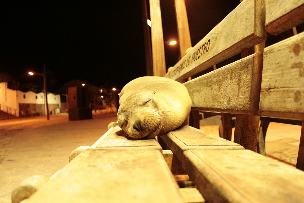 sea lion galapagos sleeping free photo