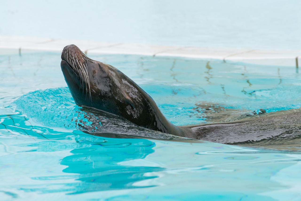 sea lion zoo palmyra free photo