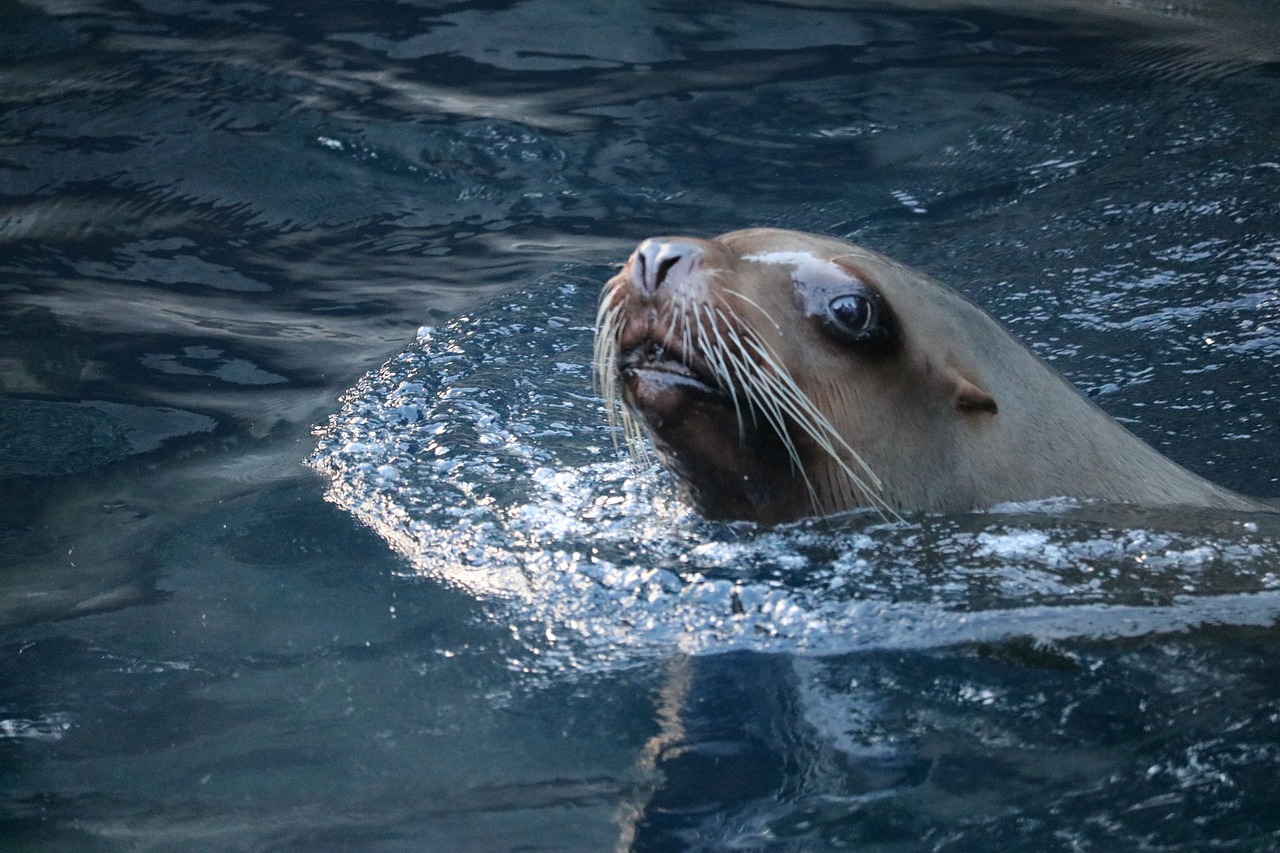 sea lion aquarium water free photo