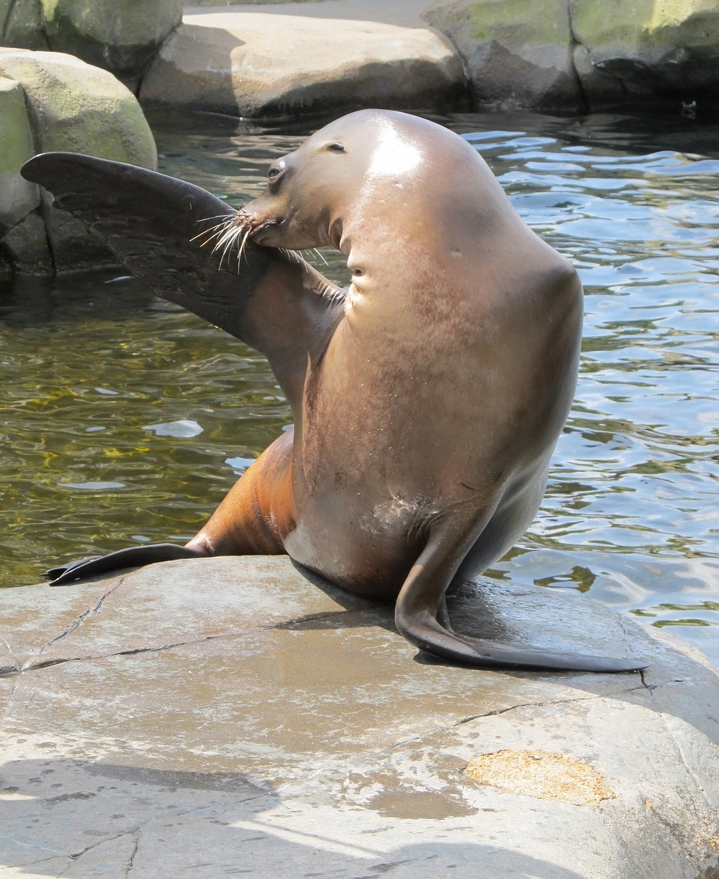 sea lion posing marine free photo
