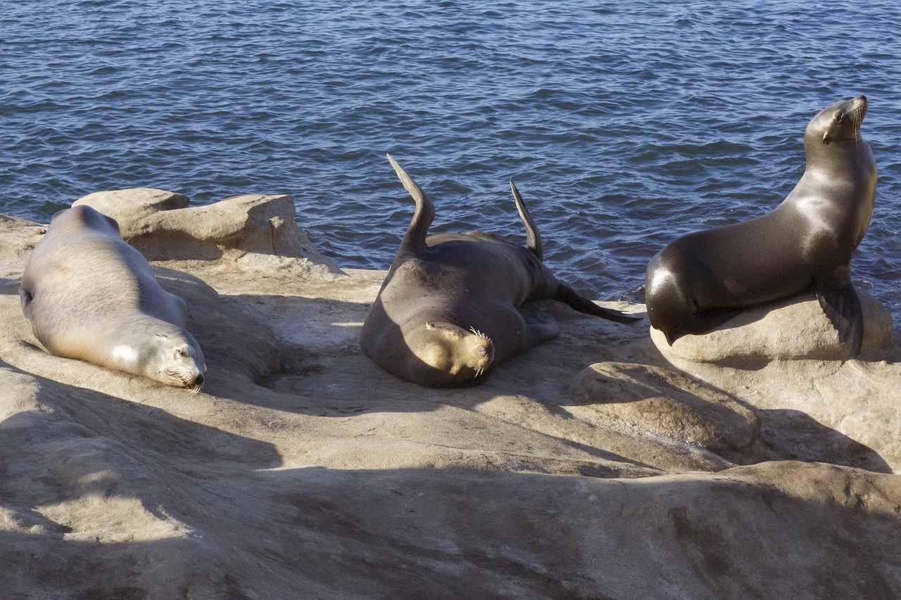 sea lion rocks ocean free photo