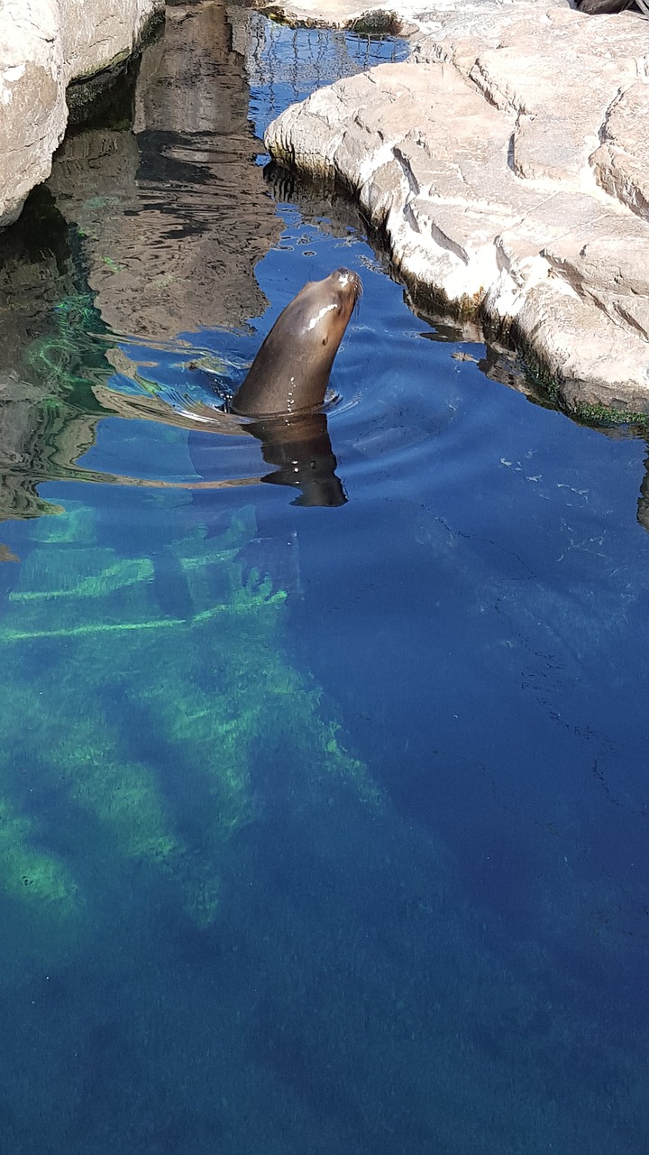 sea lion animals park free photo