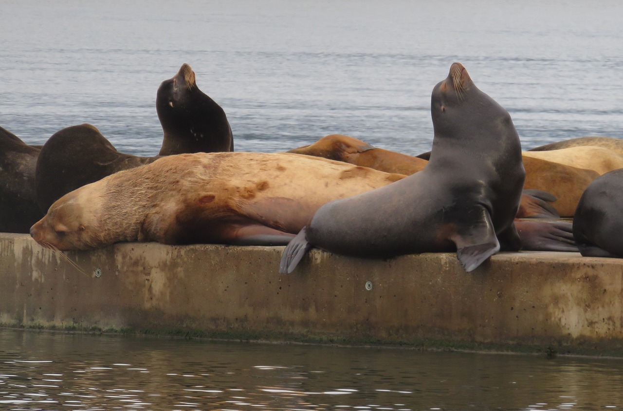 sea lion marine life ocean free photo
