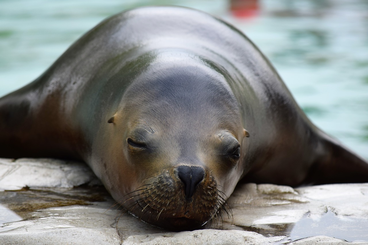 sea lion zoo resting free photo