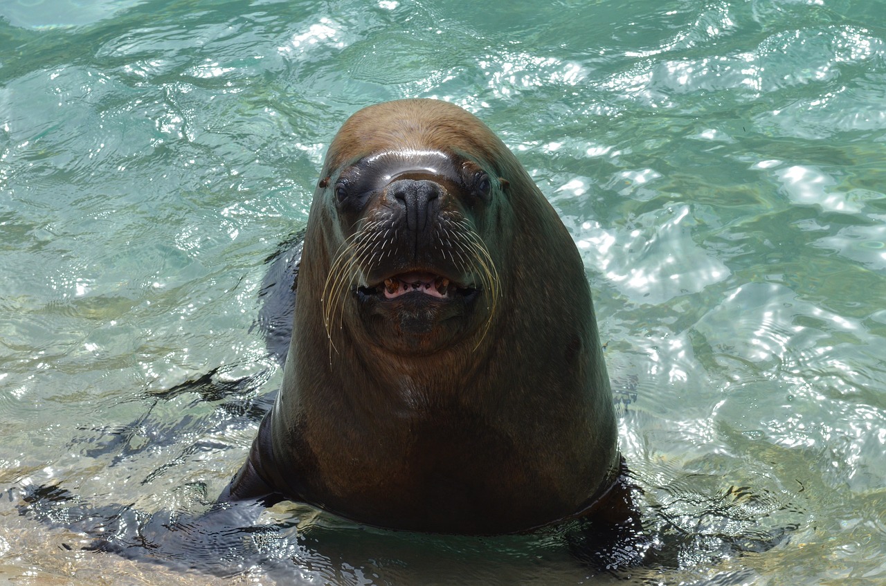 sea lion walrus marine free photo