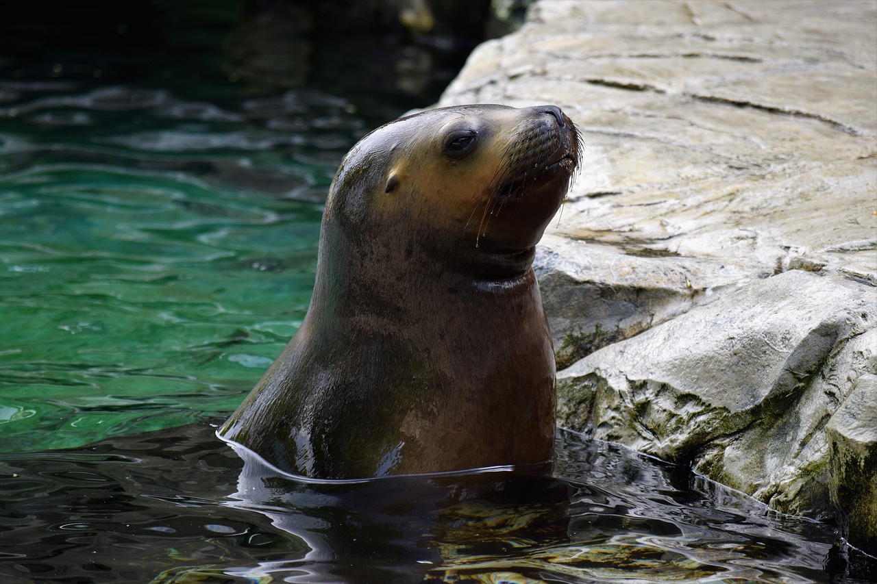 sea lion water head free photo