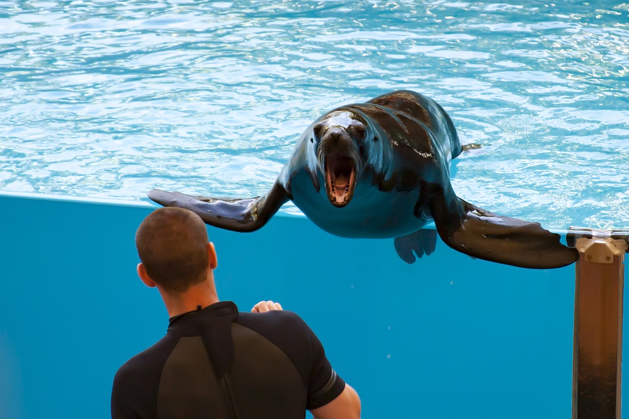 sea lion dressage water free photo