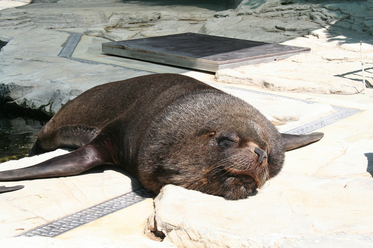 sea lion robbe seal free photo