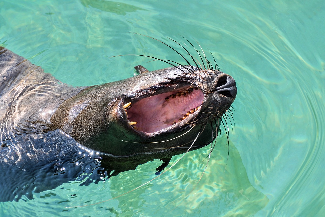 sea lion yawn water free photo