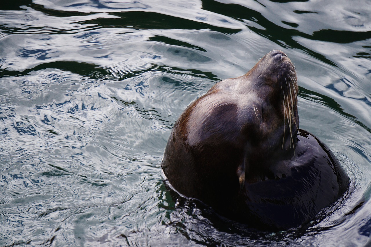 sea lion sea seal free photo