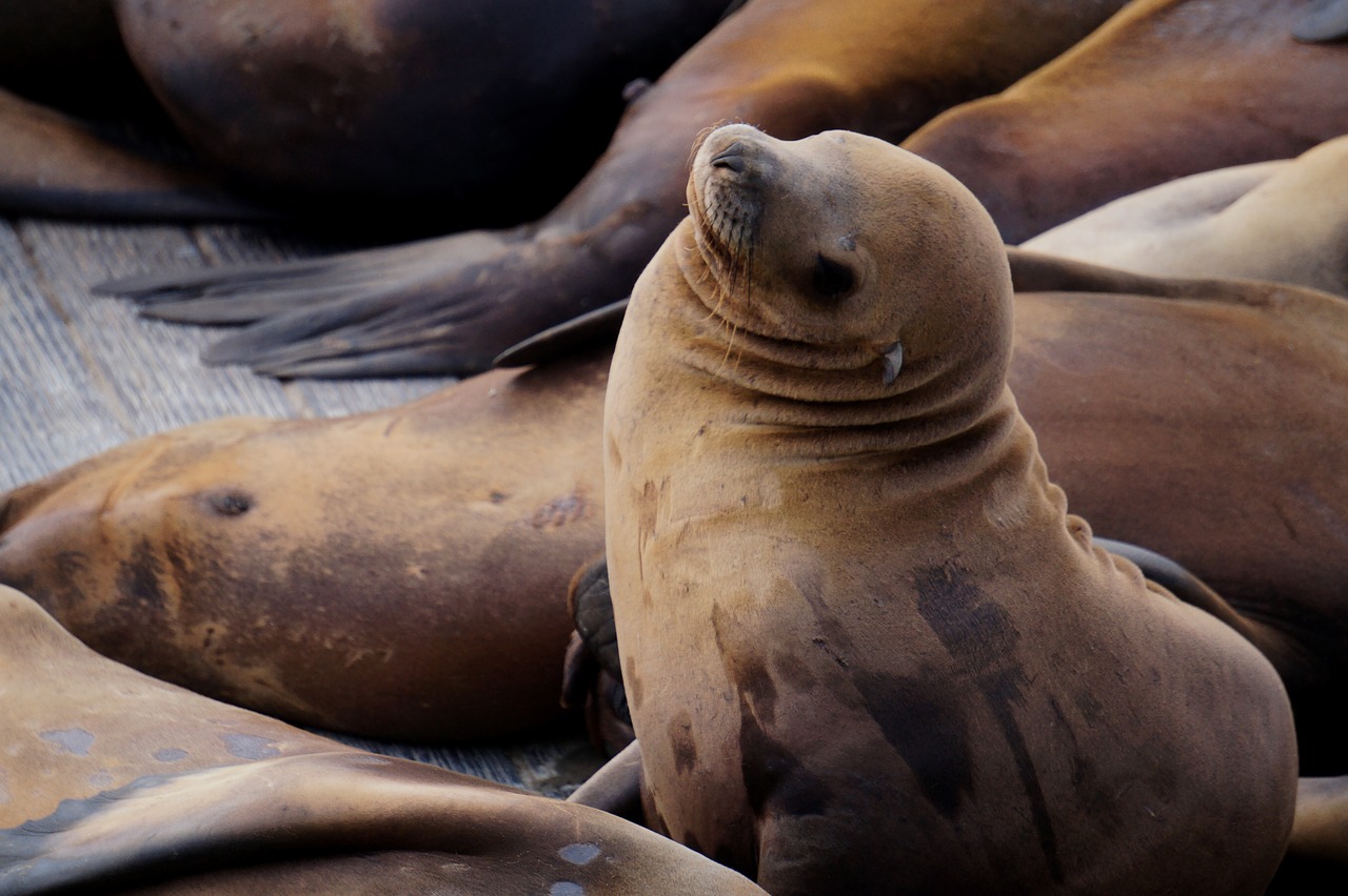 sea lion meeresbewohner marine mammals free photo