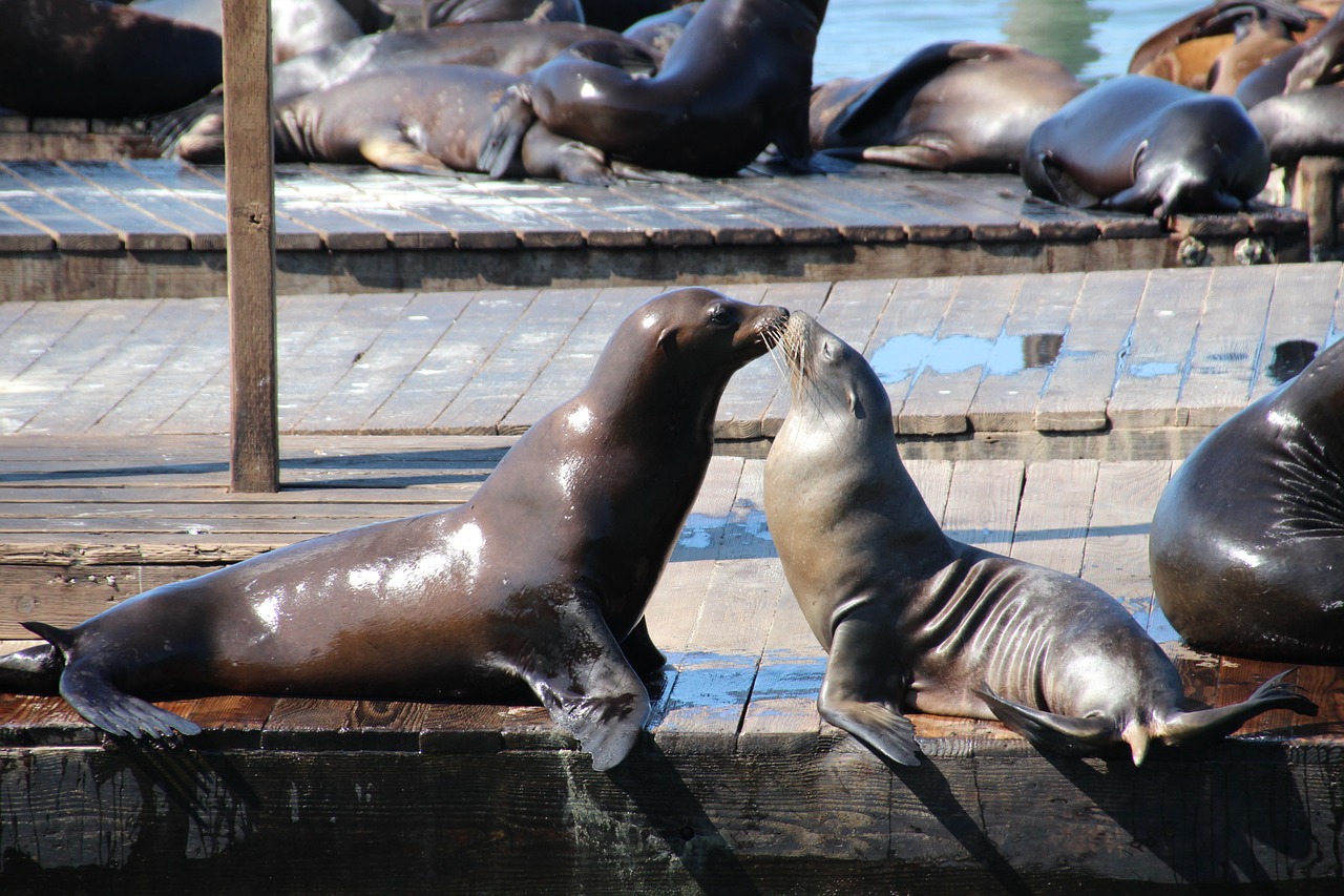 sea lion seals seal free photo