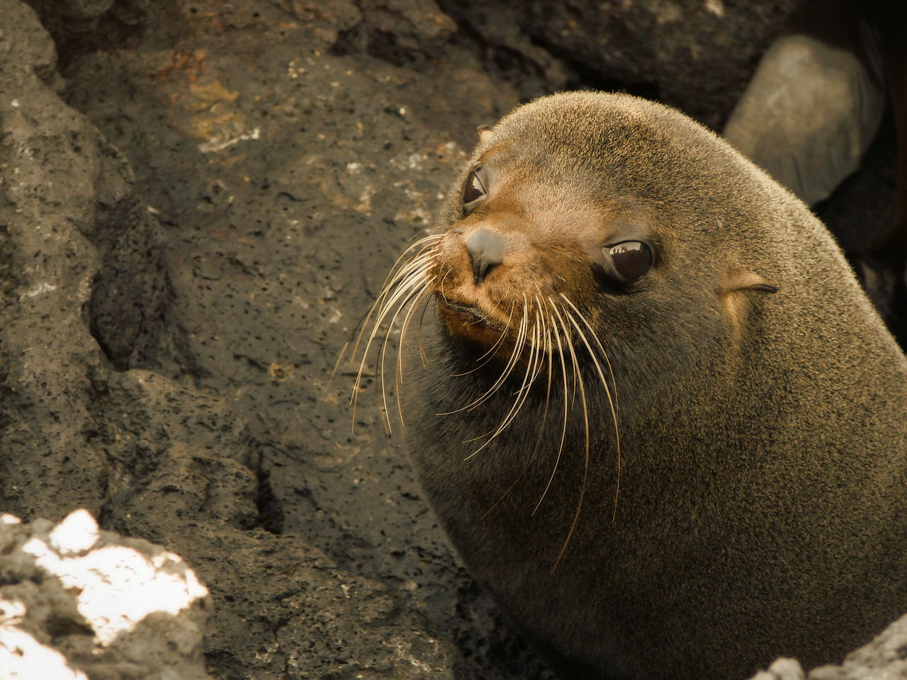 sea lion seal animal free photo