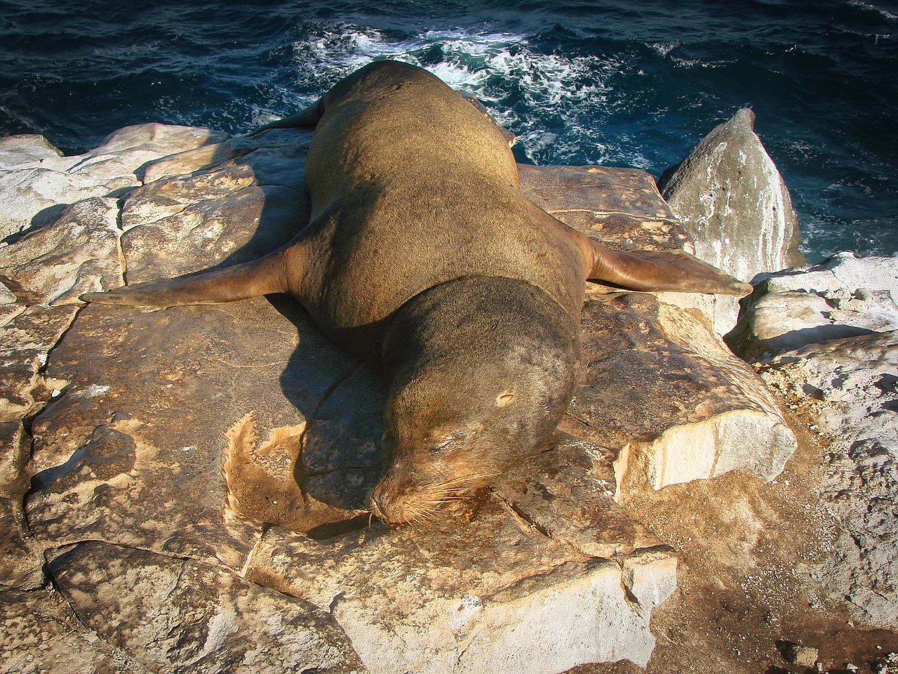 sea lion resting aquatic free photo