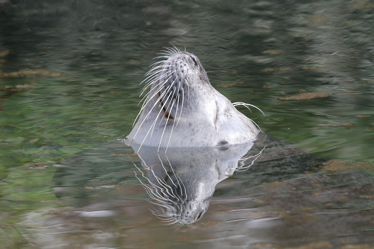 sea lion water sea lions free photo