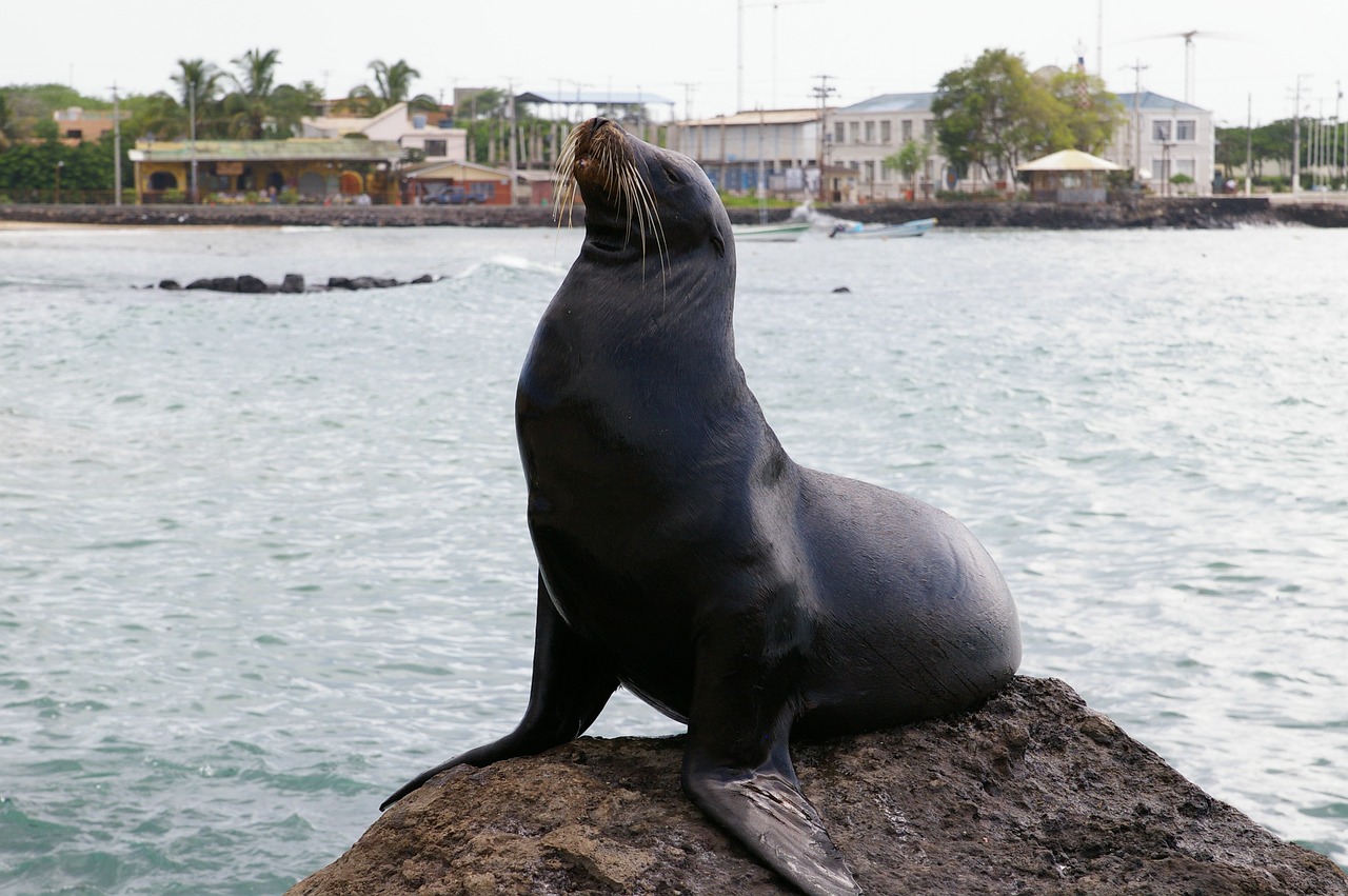 sea lion galapagos waters free photo
