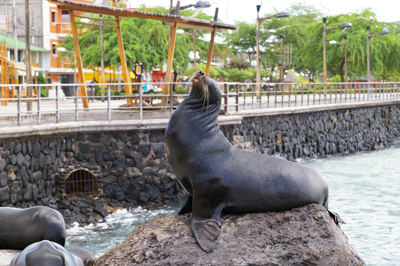 sea lion galapagos island waters free photo