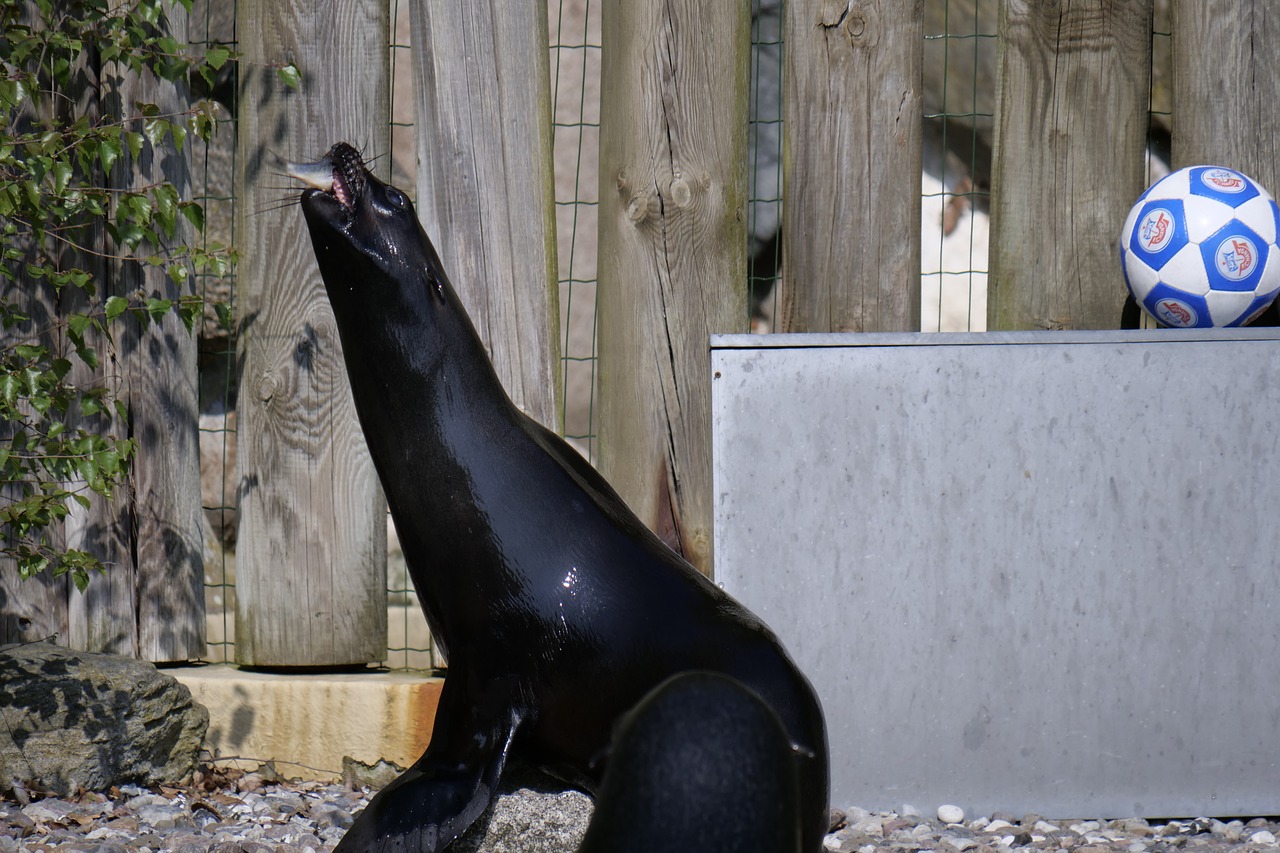 sea lion  feeding  sea animal free photo