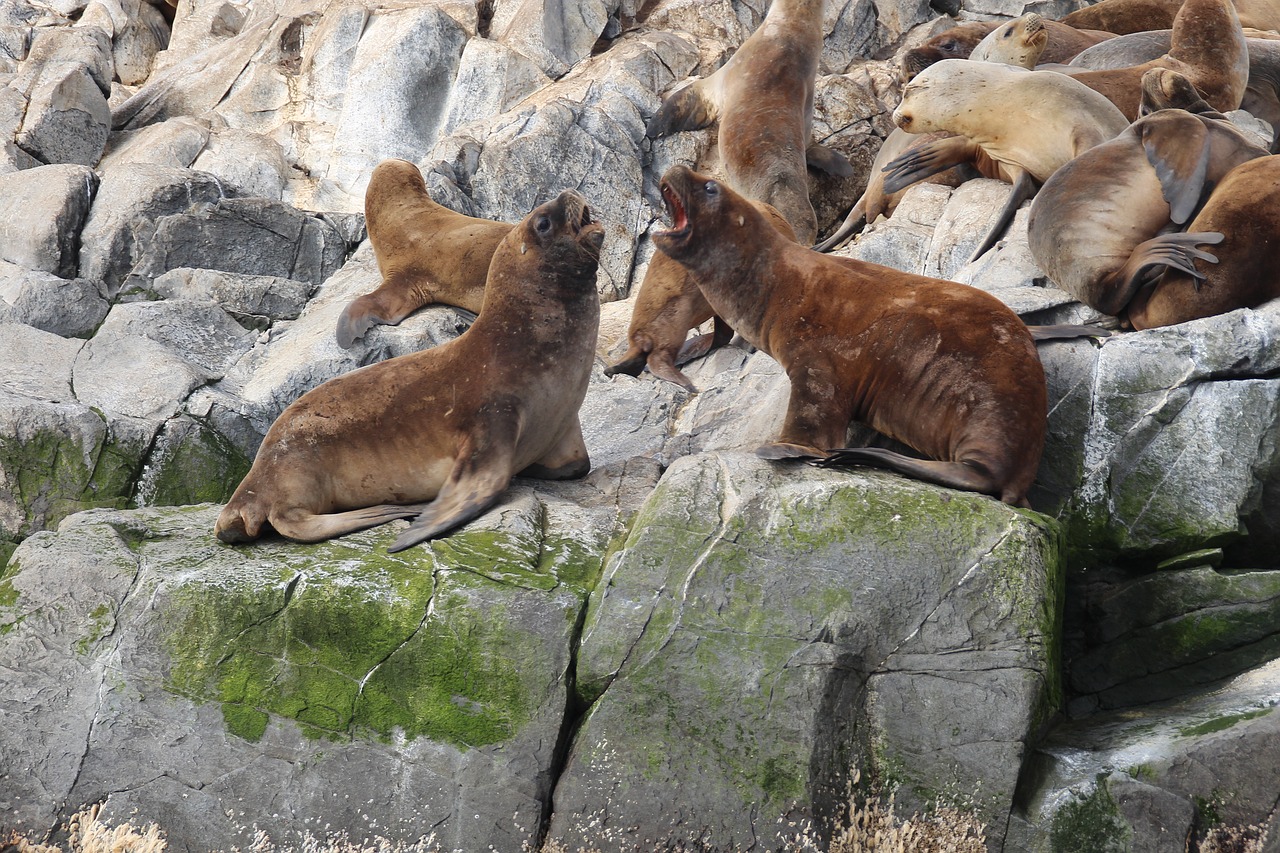 sea lion  sea lions  creature free photo
