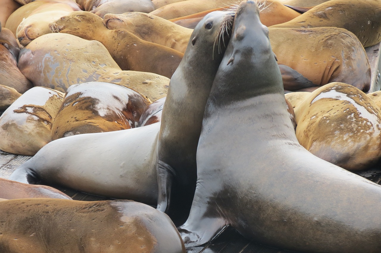 sea lion  nature  animal free photo