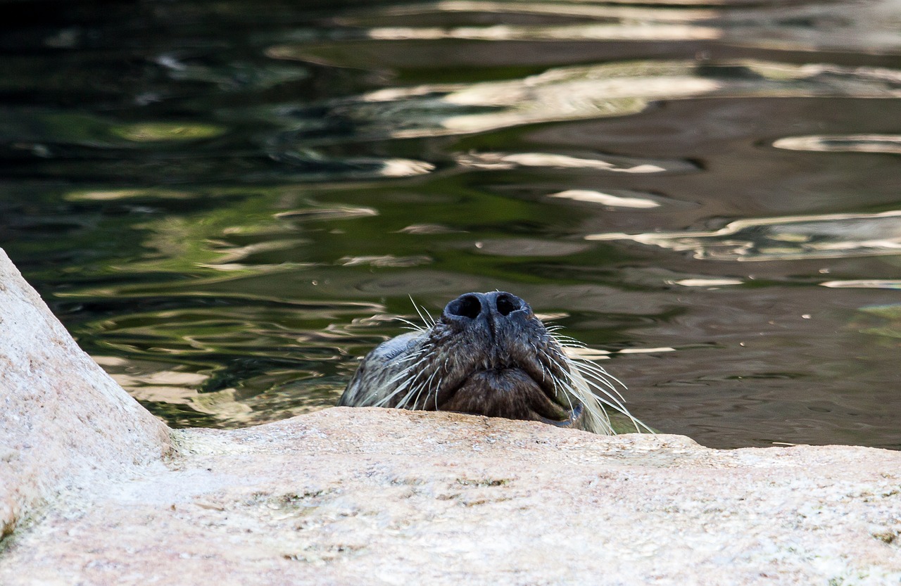 sea lion  animal  mammal free photo