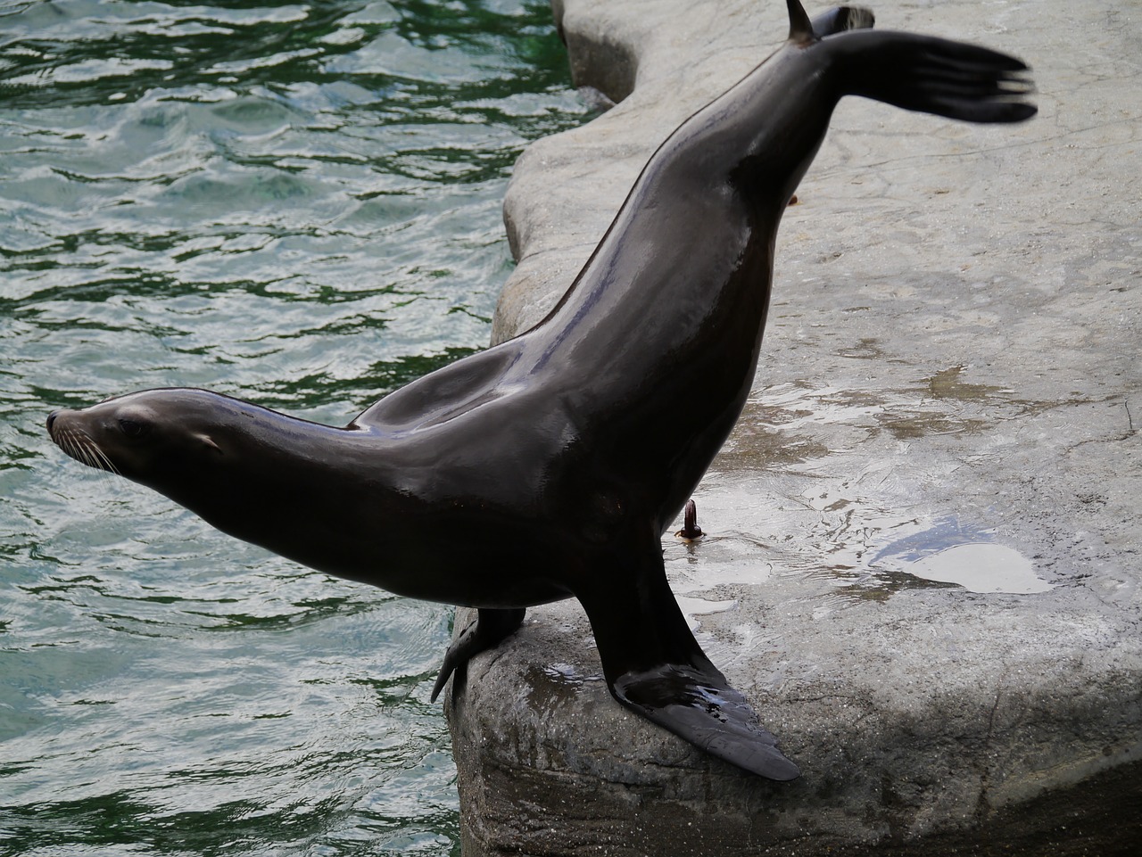 sea lion  meeresbewohner  water creature free photo