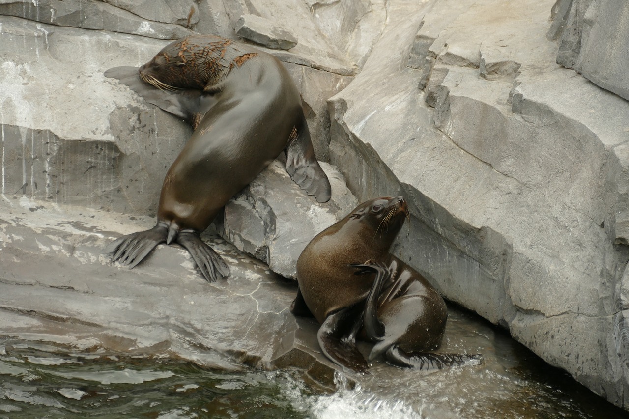 sea ​​lion  predator  mammal free photo