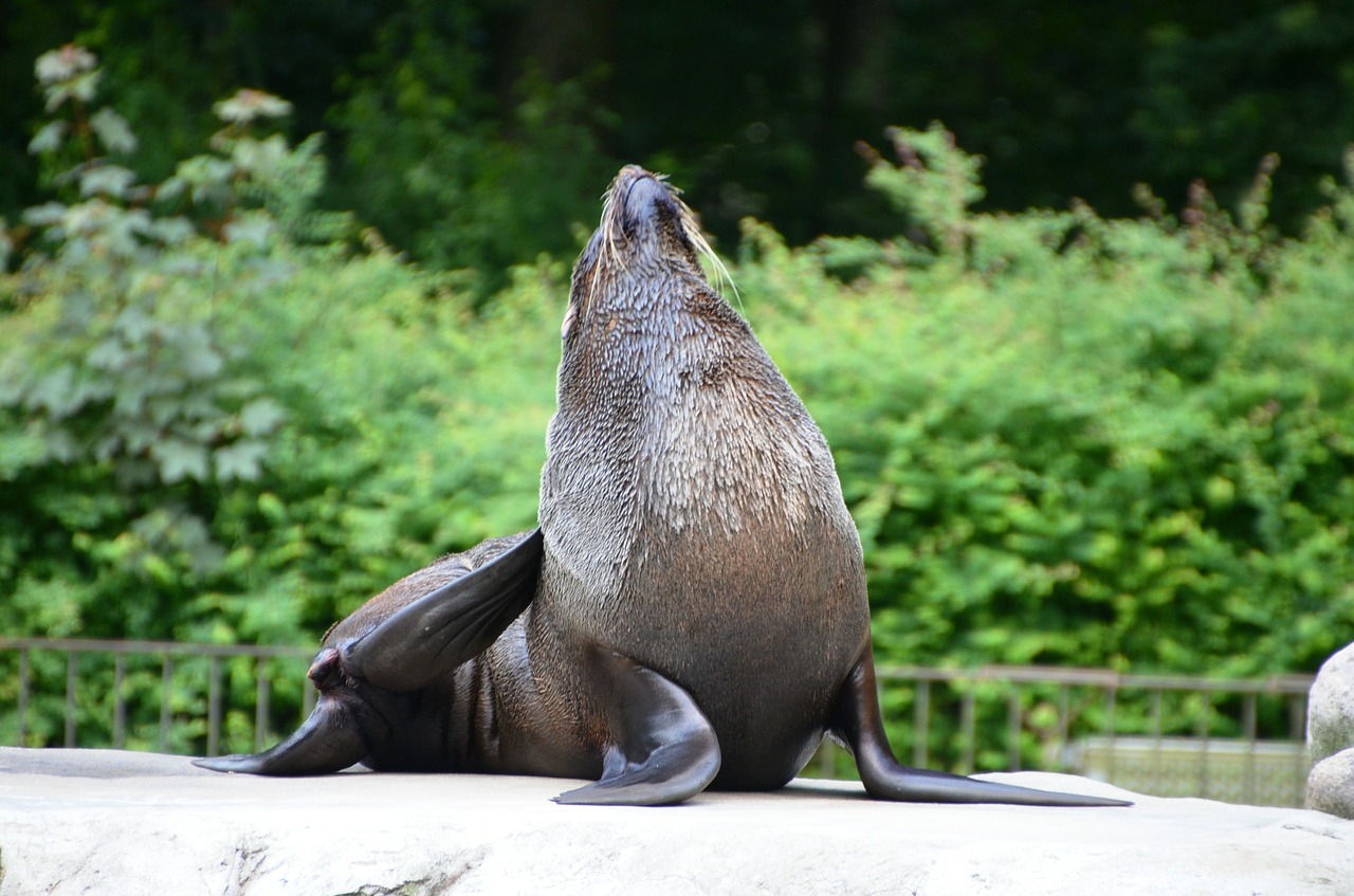 sea lion animal funny free photo