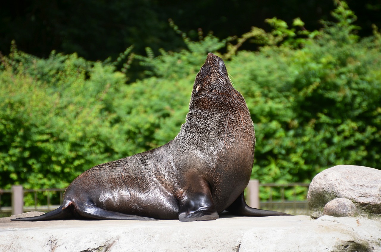 sea lion seal pelts animal free photo