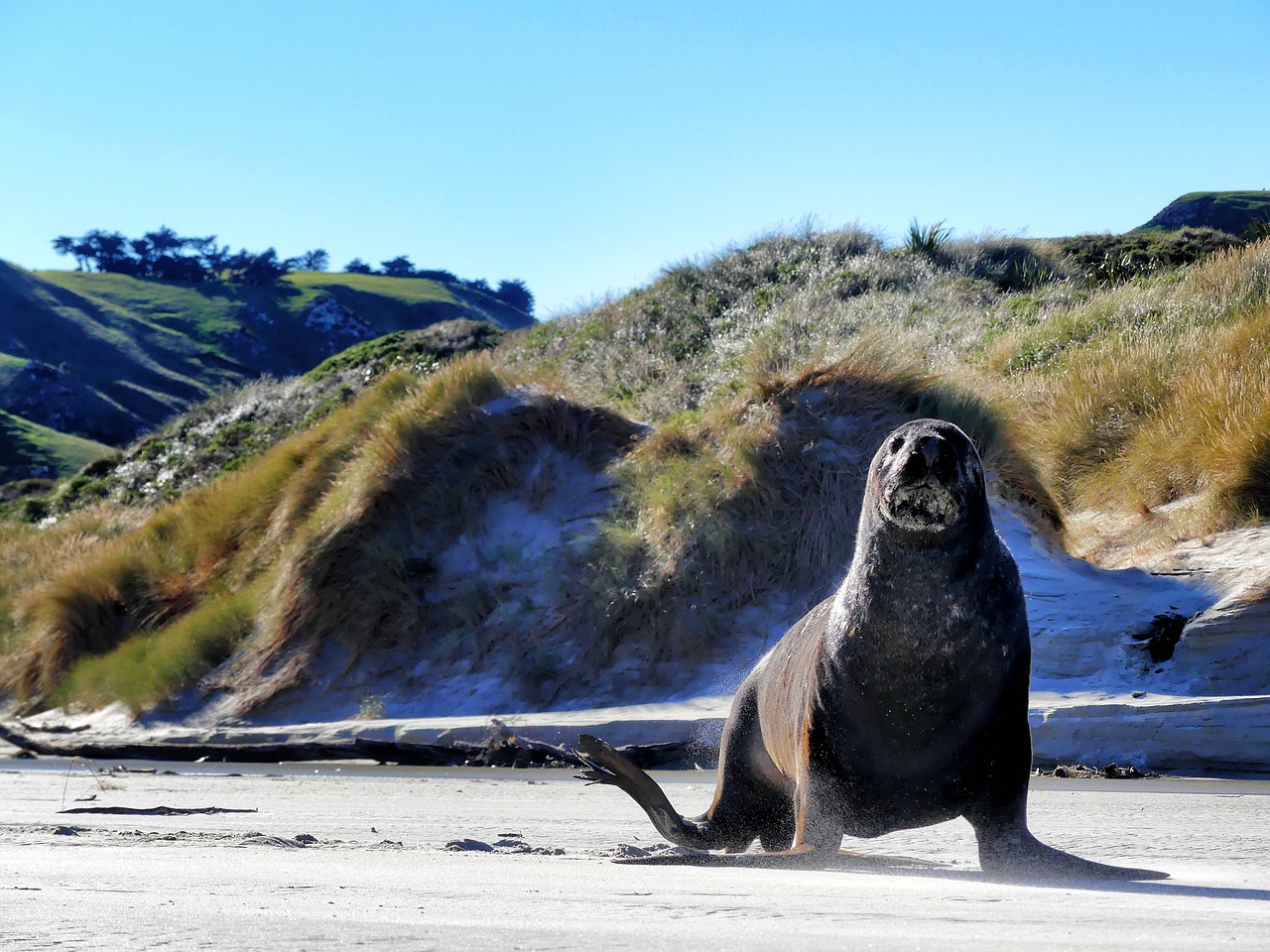 sea lion  seal  robbe free photo