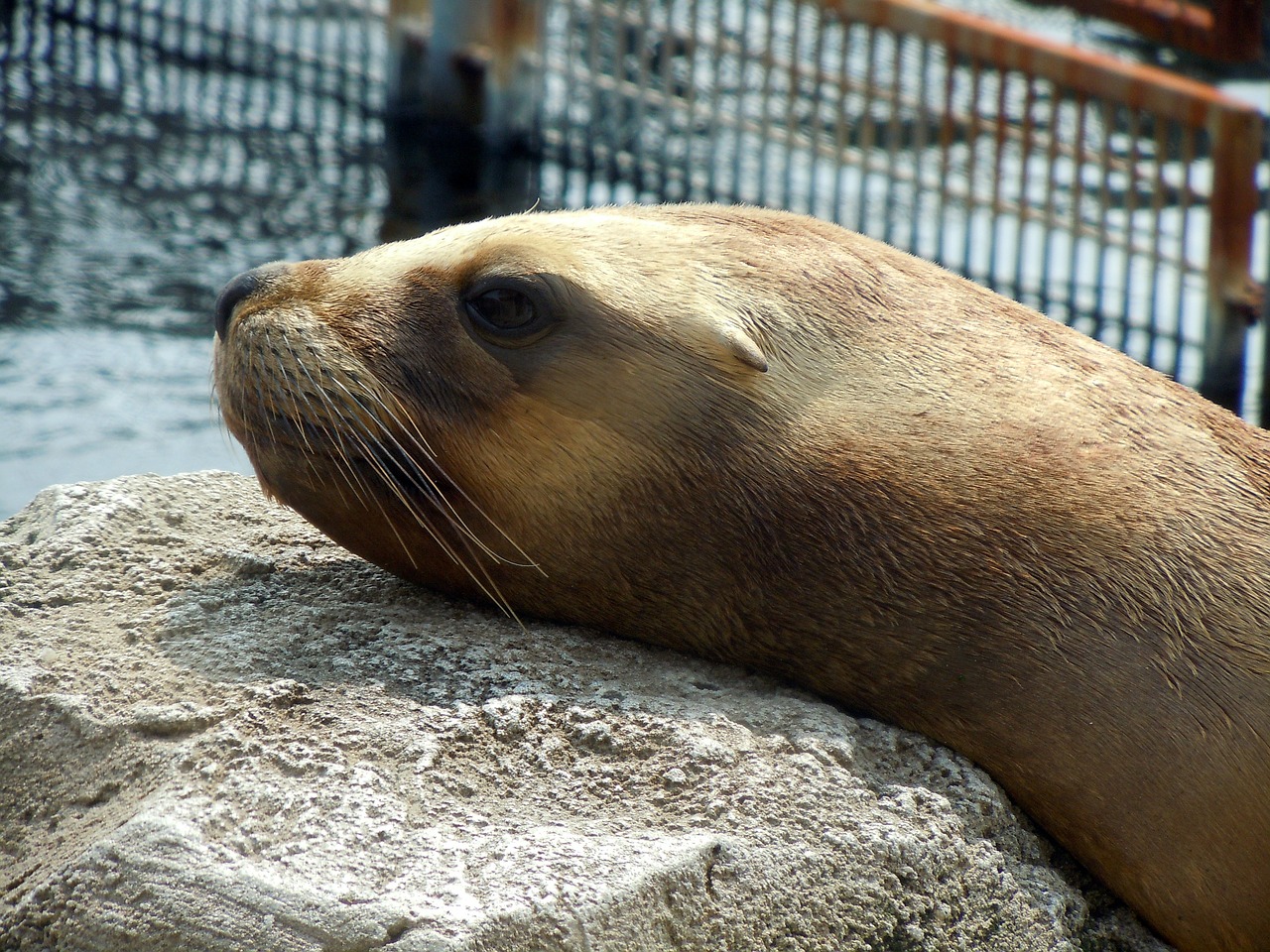 sea lion head relaxed free photo