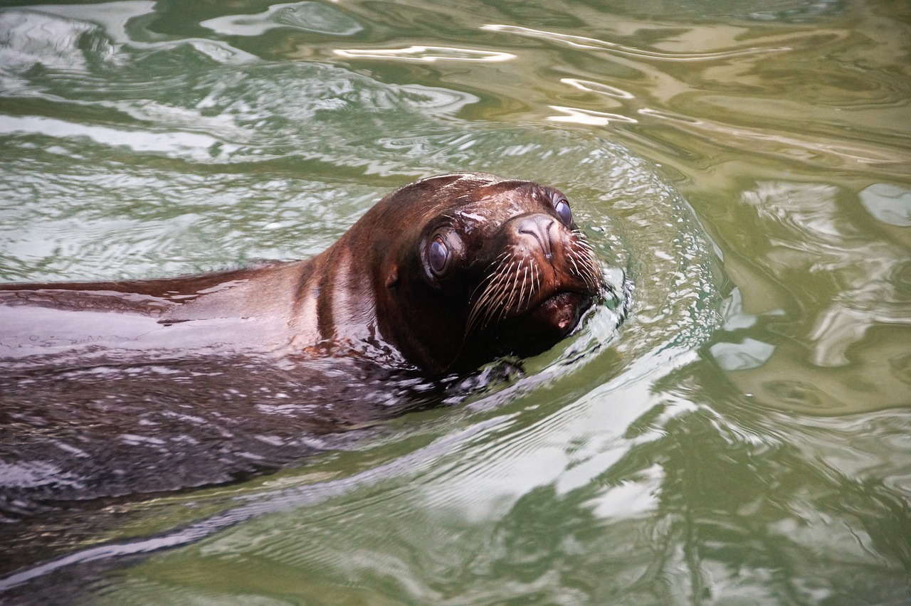 sea ​​lion  hairy  sealion free photo