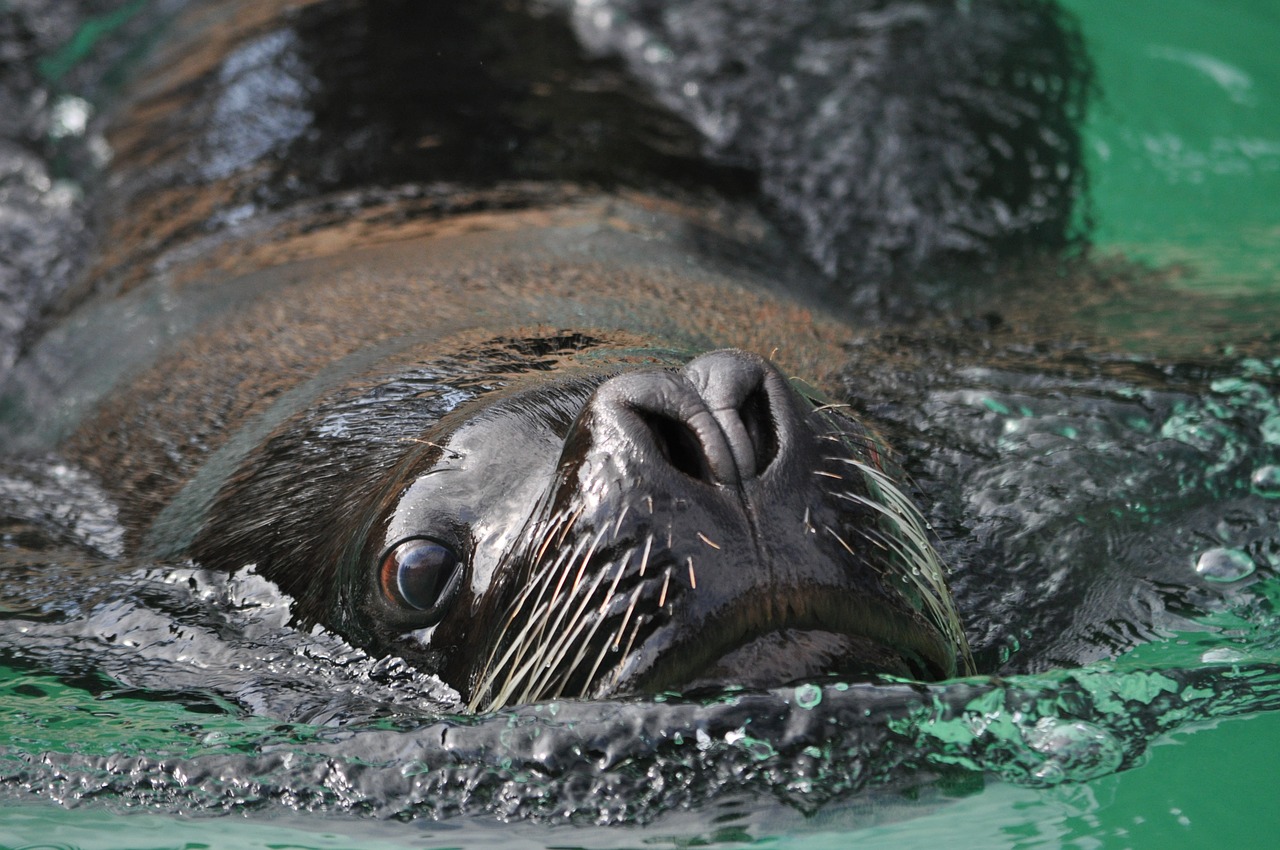 sea lion robbe head free photo