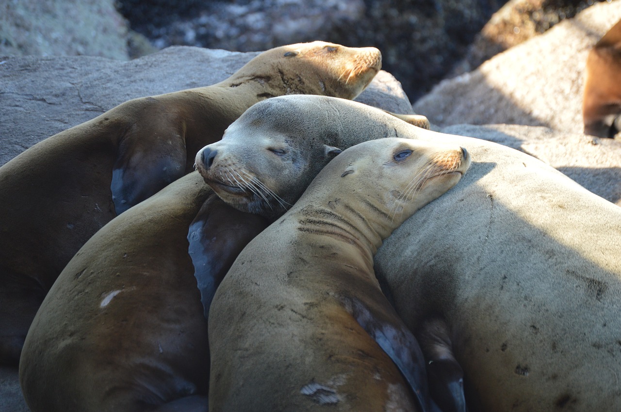 sea-lion seal ocean free photo