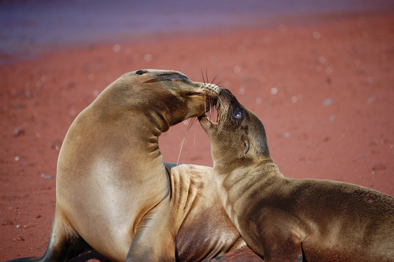 sea lion beach sand free photo