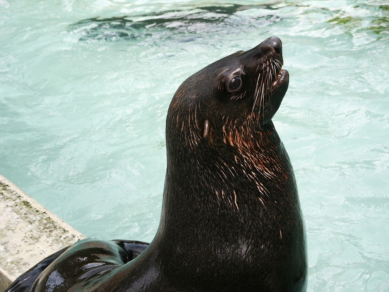 sea lion zoo animal free photo