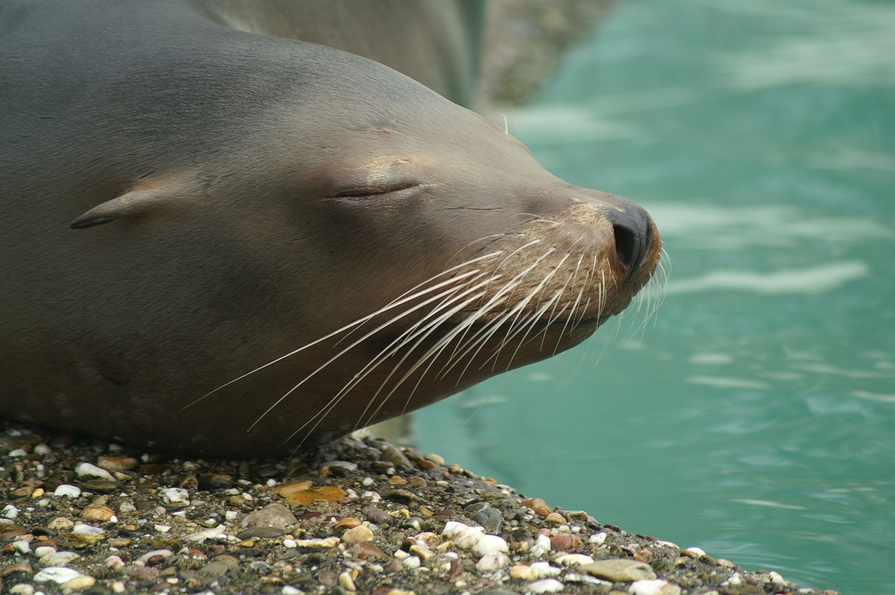 sea lion sea lions california free photo