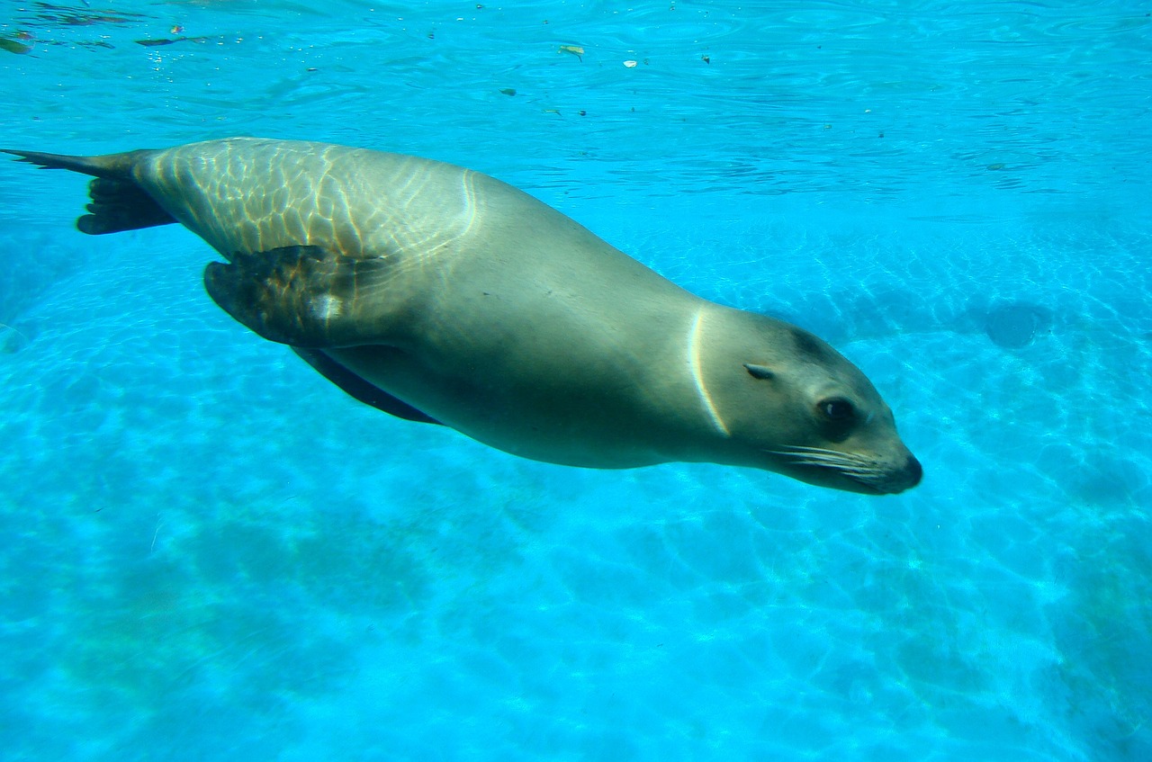 sea lion swimming zoo free photo