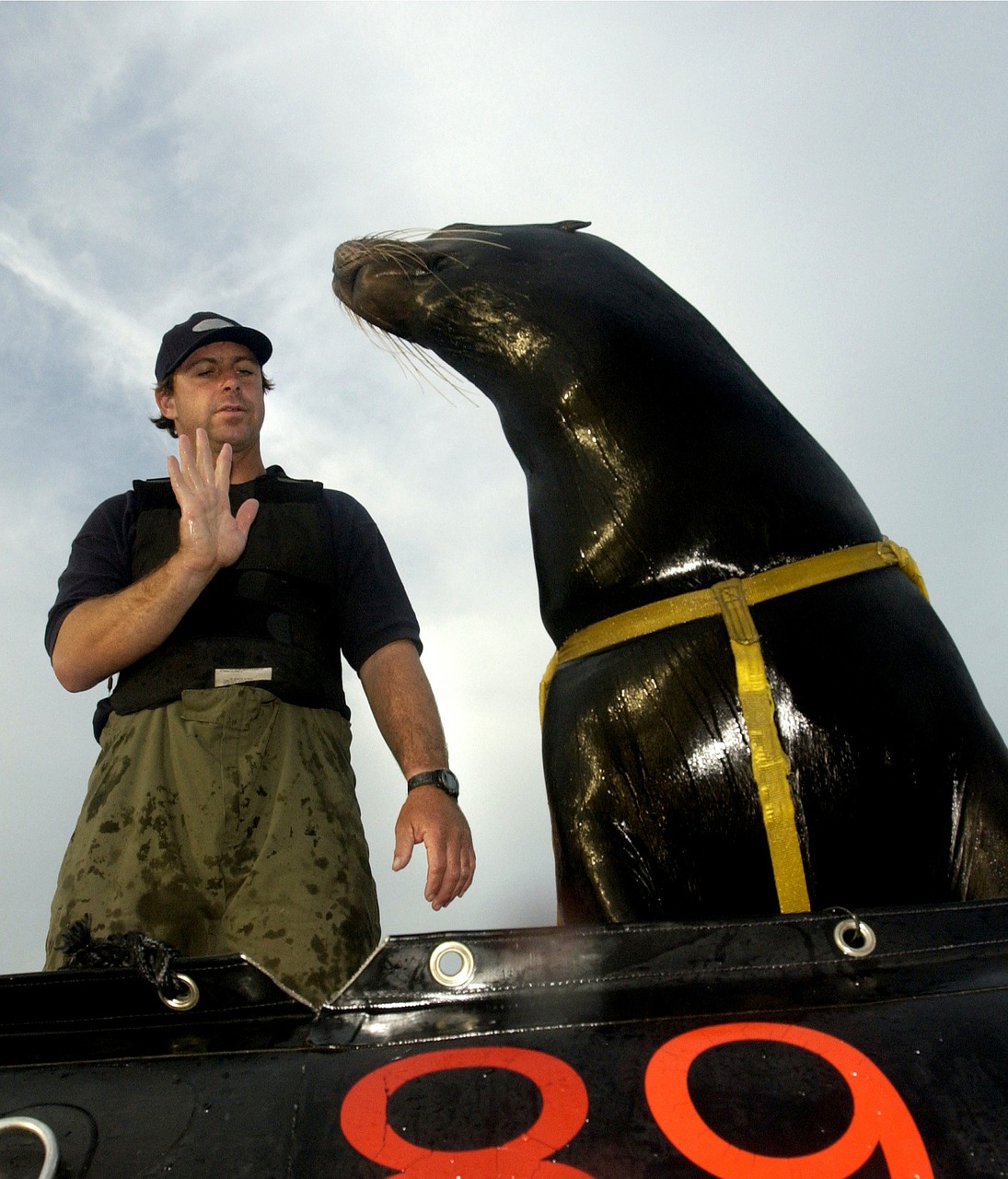 sea lion man trainer free photo