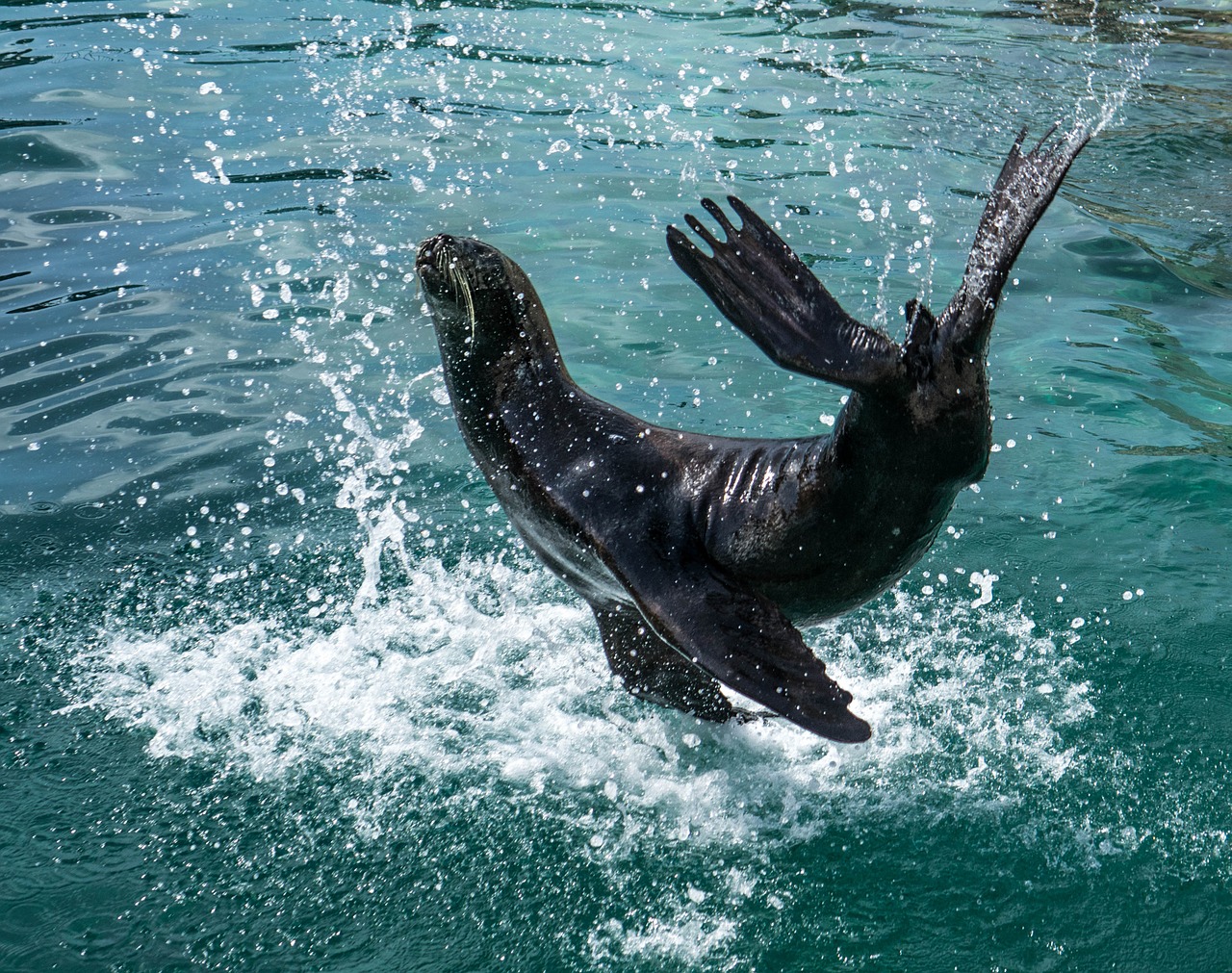 sea lion stunt sea free photo